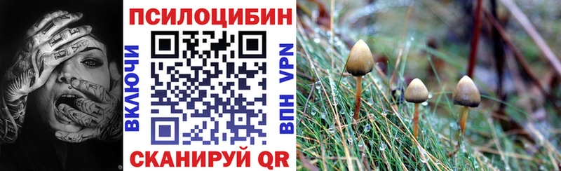 закладки  Жиздра  Галлюциногенные грибы Magic Shrooms 